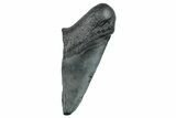 Partial Fossil Megalodon Tooth - South Carolina #277415-1